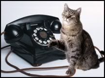 this cat, talks on the telephone. Pictures, Images and Photos