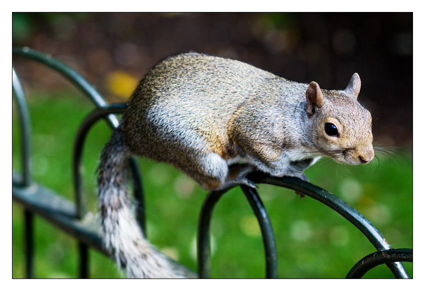 IMAGE: http://i11.photobucket.com/albums/a195/freakeystyley34/MrSquirrel.png