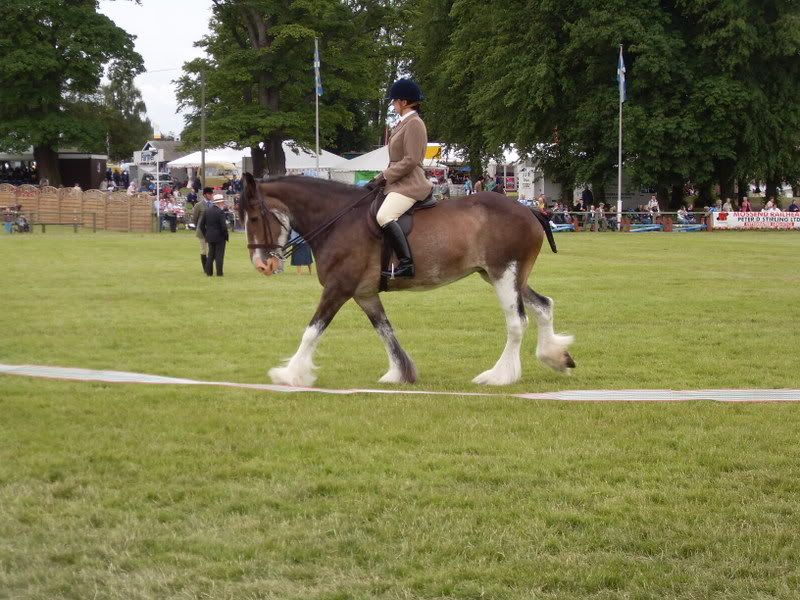 Clydesdale Riding