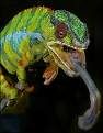 Chameleon Avatar