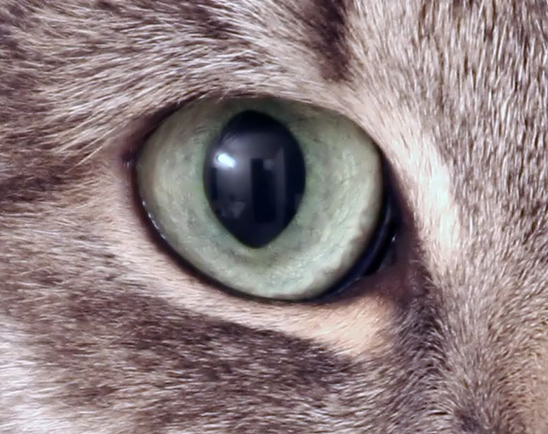 IMAGE: http://i11.photobucket.com/albums/a197/bluej511/Crop11.jpg