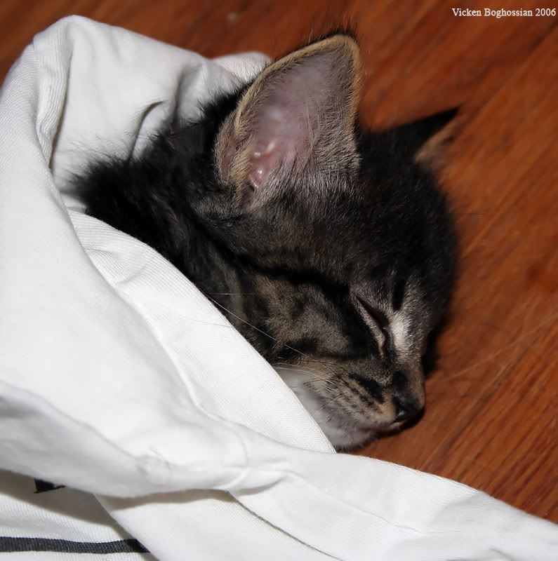 IMAGE: http://i11.photobucket.com/albums/a197/bluej511/IMG_3070.jpg