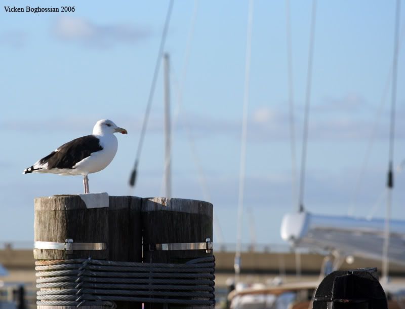 IMAGE: http://i11.photobucket.com/albums/a197/bluej511/IMG_3868.jpg