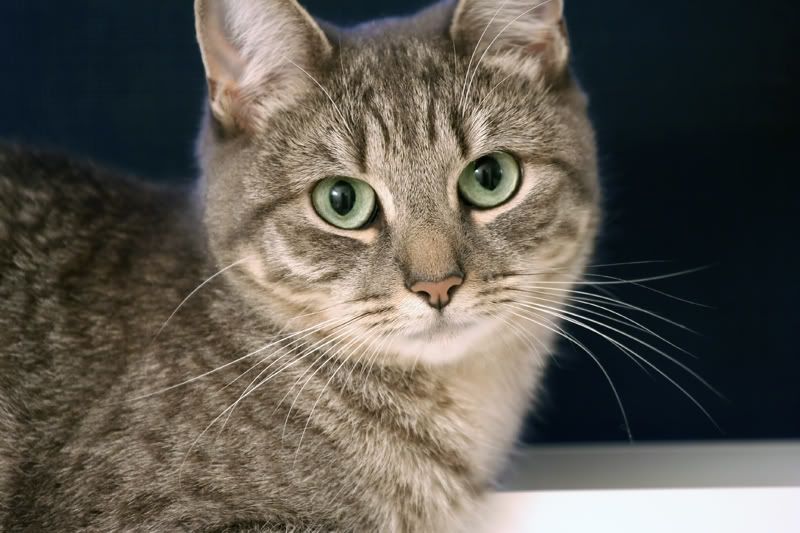 IMAGE: http://i11.photobucket.com/albums/a197/bluej511/_MG_3158.jpg