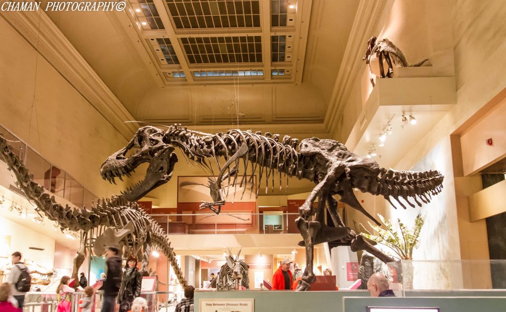 IMAGE: http://i11.photobucket.com/albums/a198/chaman3872/2013/IMG_0089-Edit_zpsbfc124d3.jpg