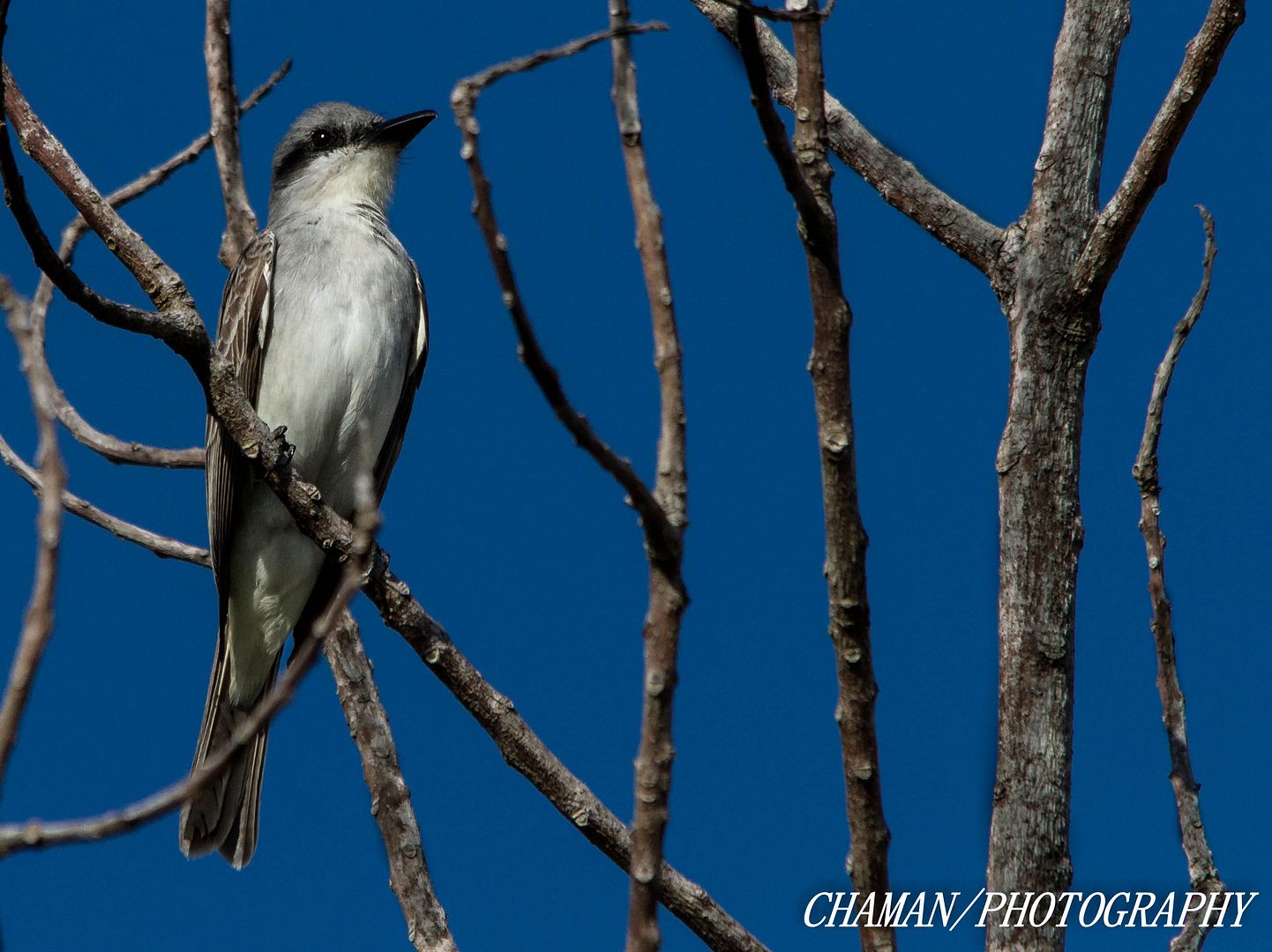 IMAGE: http://i11.photobucket.com/albums/a198/chaman3872/2013/IMG_4434_zps43c6e6b4.jpg