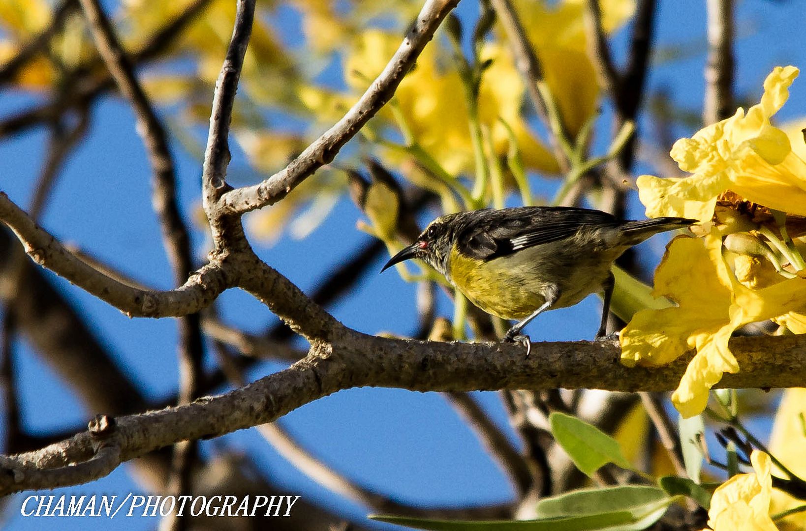 IMAGE: http://i11.photobucket.com/albums/a198/chaman3872/2013/IMG_4527_zps00cc49b3.jpg