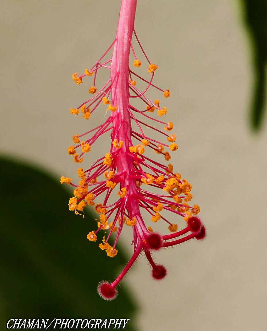 IMAGE: http://i11.photobucket.com/albums/a198/chaman3872/2013/IMG_4792_zpsabb0ae4a.jpg