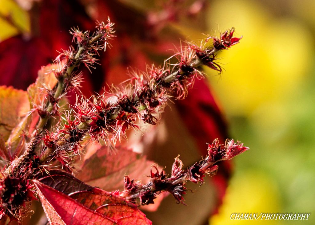 IMAGE: http://i11.photobucket.com/albums/a198/chaman3872/2013/IMG_4801_zps40b88623.jpg