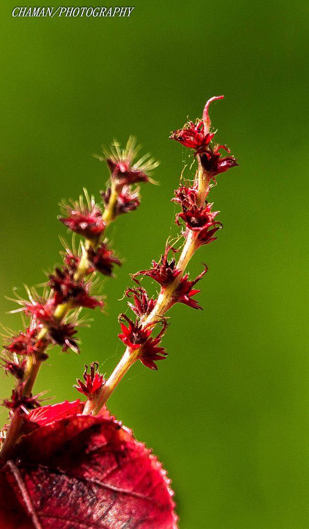 IMAGE: http://i11.photobucket.com/albums/a198/chaman3872/2013/IMG_4814_zps7d4fc19f.jpg