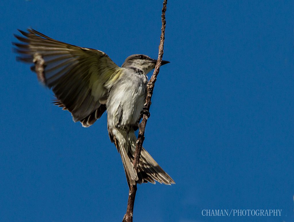 IMAGE: http://i11.photobucket.com/albums/a198/chaman3872/2013/IMG_4871_zps08516dd2.jpg