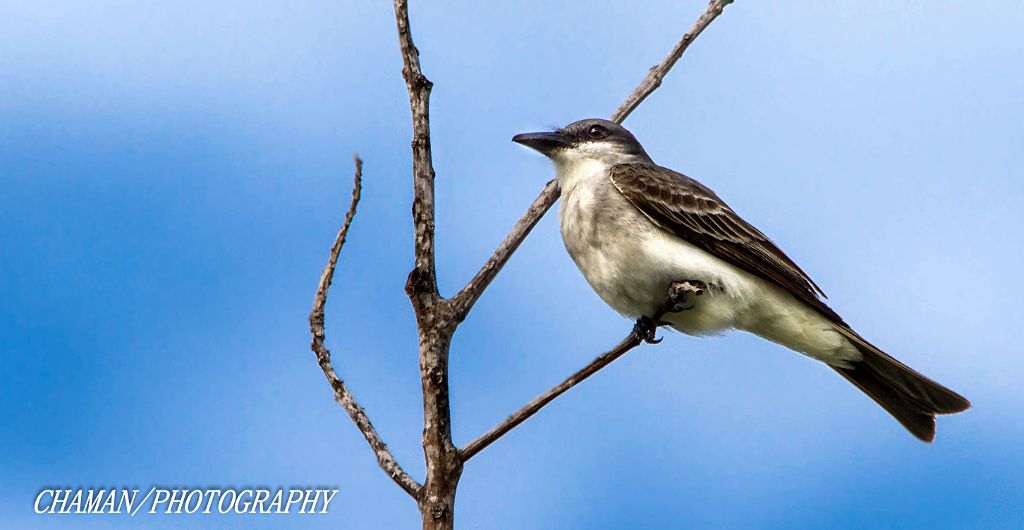 IMAGE: http://i11.photobucket.com/albums/a198/chaman3872/2013/IMG_4875_zps470dfc86.jpg