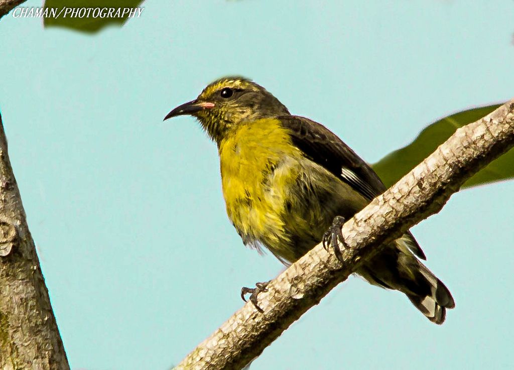 IMAGE: http://i11.photobucket.com/albums/a198/chaman3872/2013/IMG_4877_zps34652350.jpg