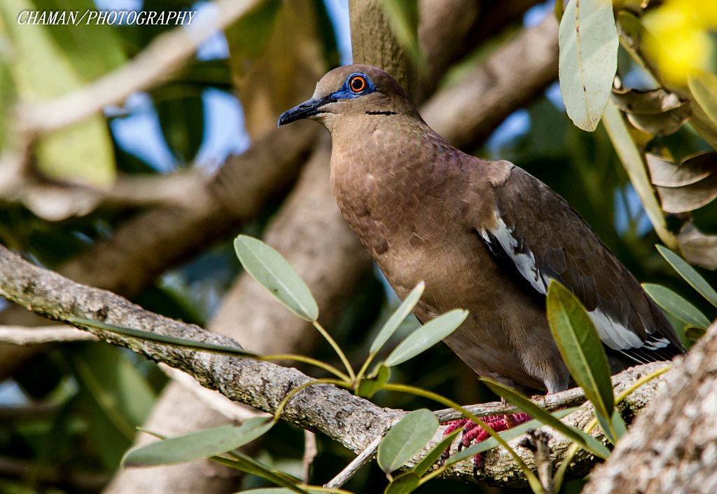 IMAGE: http://i11.photobucket.com/albums/a198/chaman3872/2013/IMG_4892_zps4f9785ba.jpg