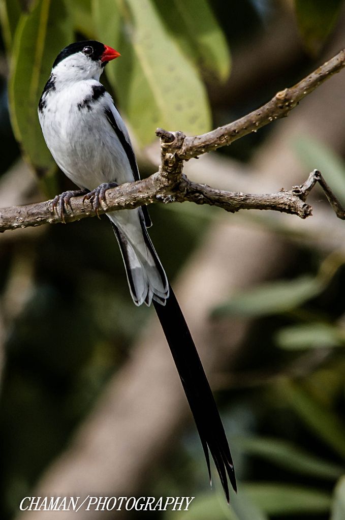 IMAGE: http://i11.photobucket.com/albums/a198/chaman3872/2013/IMG_4899_zps6be31a5a.jpg