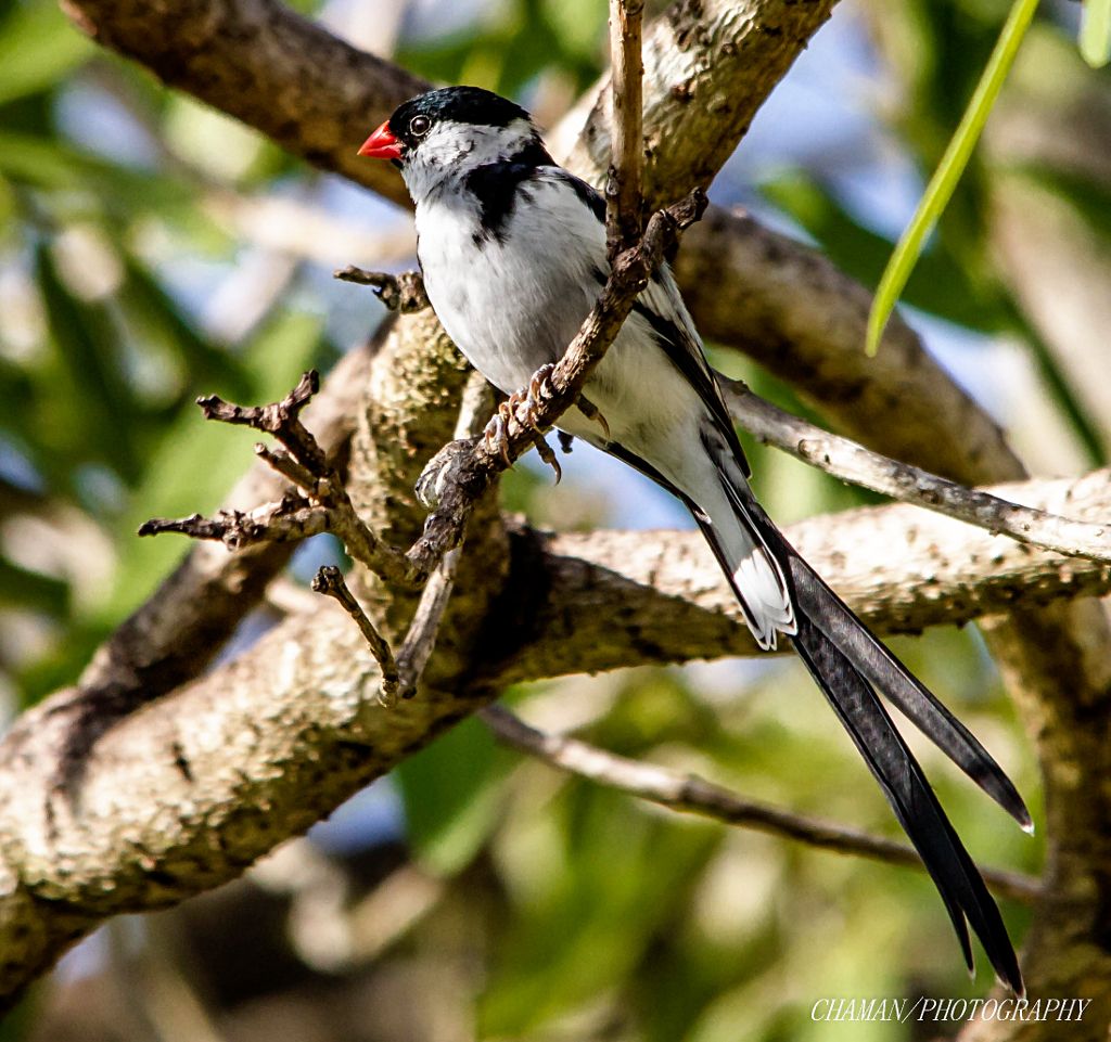 IMAGE: http://i11.photobucket.com/albums/a198/chaman3872/2013/IMG_4956_zpscdccaff9.jpg