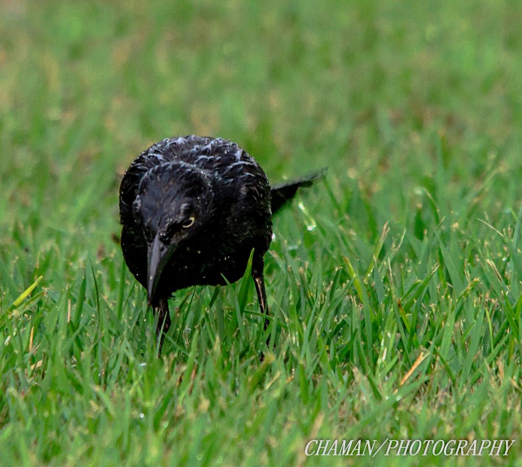 IMAGE: http://i11.photobucket.com/albums/a198/chaman3872/2013/IMG_5002_zpsdbf82e7c.jpg