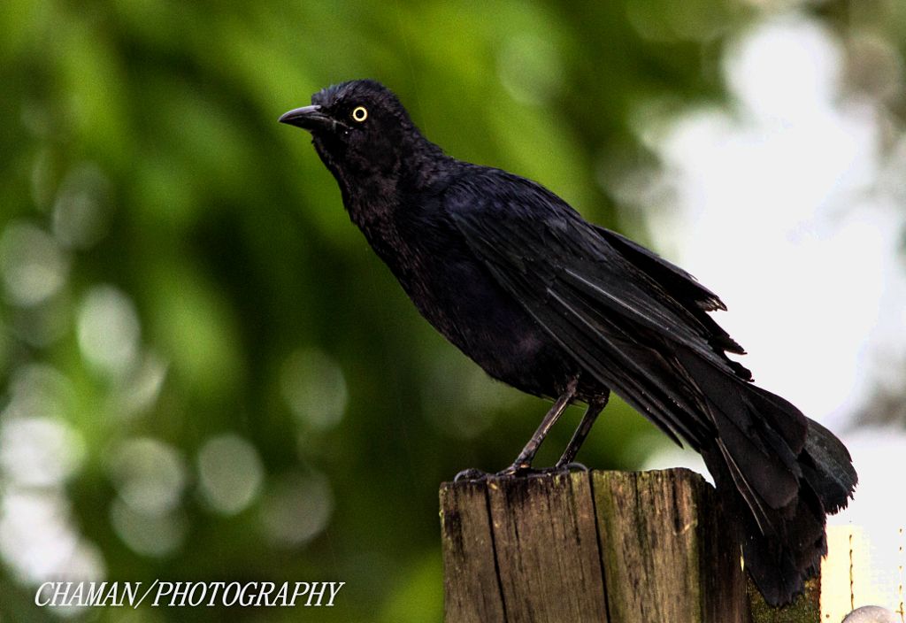 IMAGE: http://i11.photobucket.com/albums/a198/chaman3872/2013/IMG_5026_zpse76dd29c.jpg