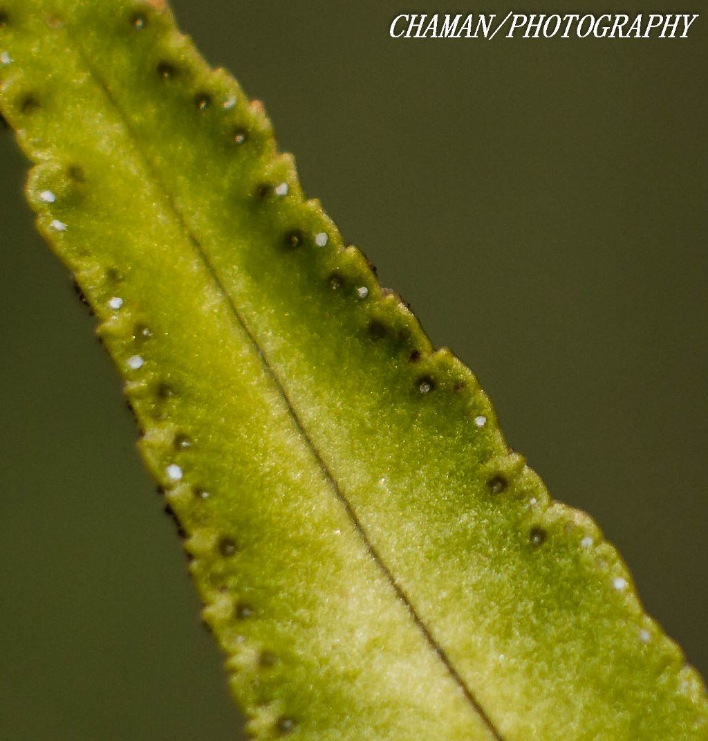 IMAGE: http://i11.photobucket.com/albums/a198/chaman3872/2013/IMG_5037_zpsb7e4ebc2.jpg