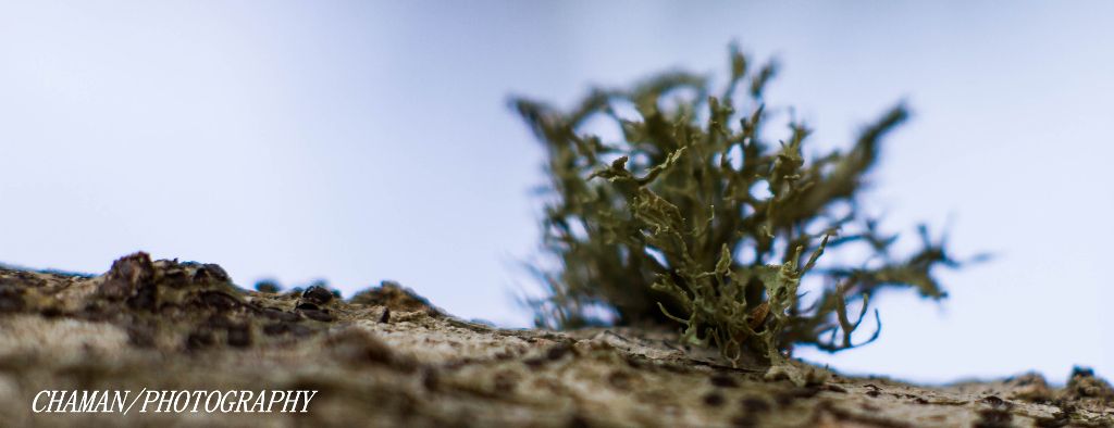 IMAGE: http://i11.photobucket.com/albums/a198/chaman3872/2013/IMG_5054_zpscfa76382.jpg