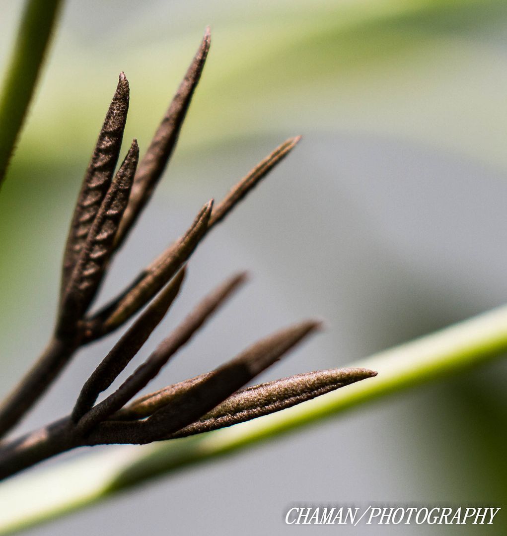 IMAGE: http://i11.photobucket.com/albums/a198/chaman3872/2013/IMG_5056_zps8e6dd4a5.jpg