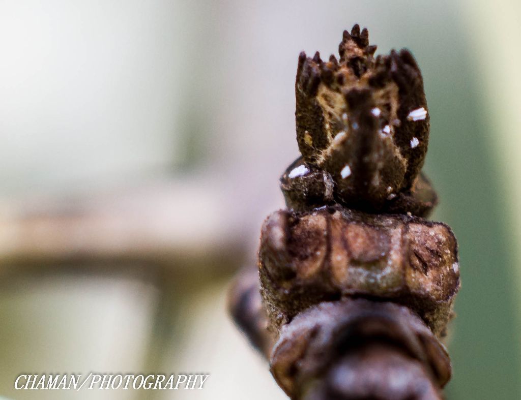 IMAGE: http://i11.photobucket.com/albums/a198/chaman3872/2013/IMG_5061_zpsf1dd1c5f.jpg