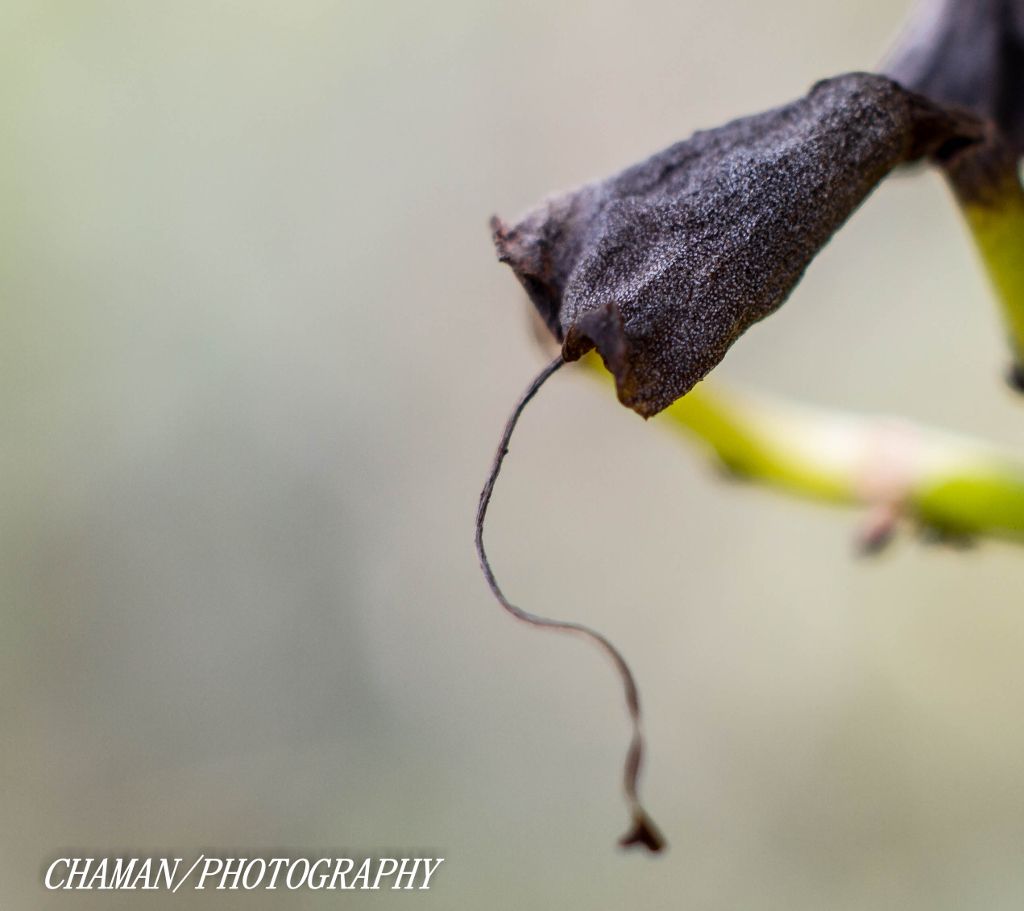 IMAGE: http://i11.photobucket.com/albums/a198/chaman3872/2013/IMG_5063_zps9acb6a8e.jpg