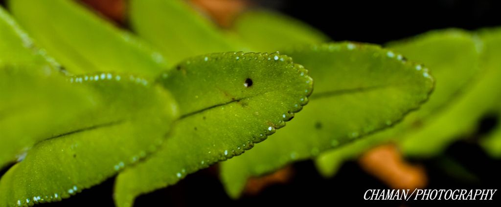 IMAGE: http://i11.photobucket.com/albums/a198/chaman3872/2013/IMG_5077_zps8a00aa94.jpg