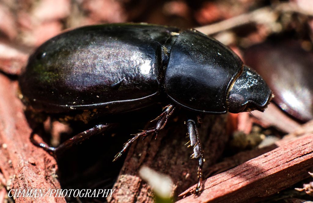 IMAGE: http://i11.photobucket.com/albums/a198/chaman3872/2013/IMG_5098_zps40246b69.jpg