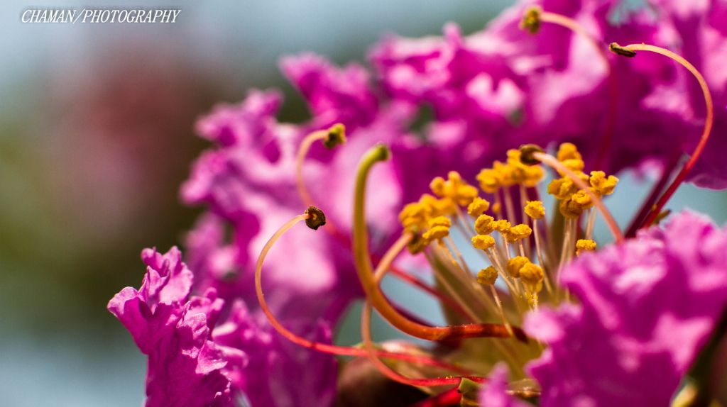 IMAGE: http://i11.photobucket.com/albums/a198/chaman3872/2013/IMG_5102_zps31ccd8f7.jpg