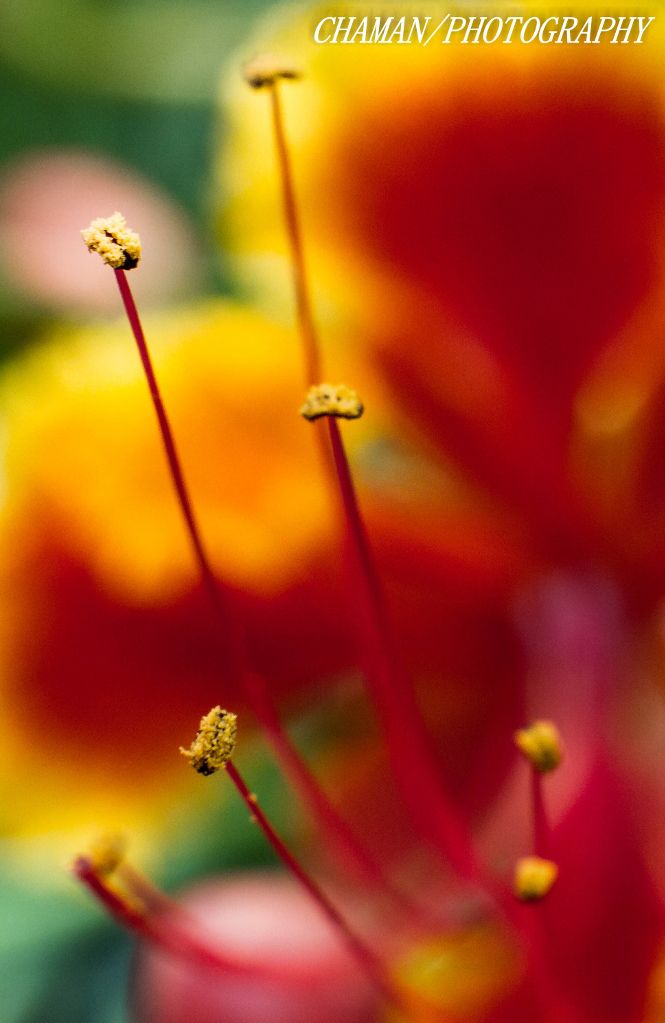 IMAGE: http://i11.photobucket.com/albums/a198/chaman3872/2013/IMG_5133_zps13208960.jpg