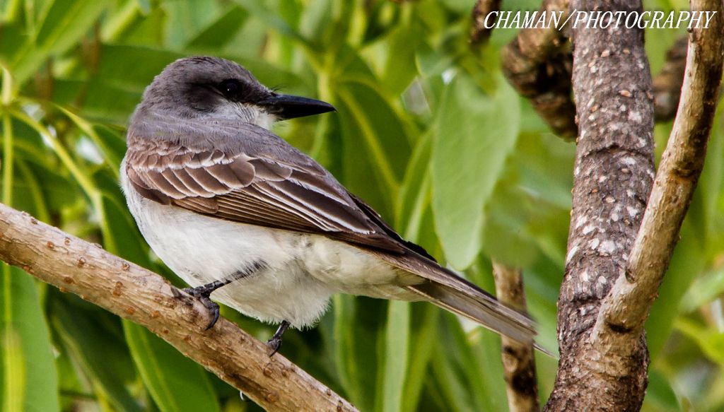 IMAGE: http://i11.photobucket.com/albums/a198/chaman3872/2013/IMG_5152_zps041fa038.jpg