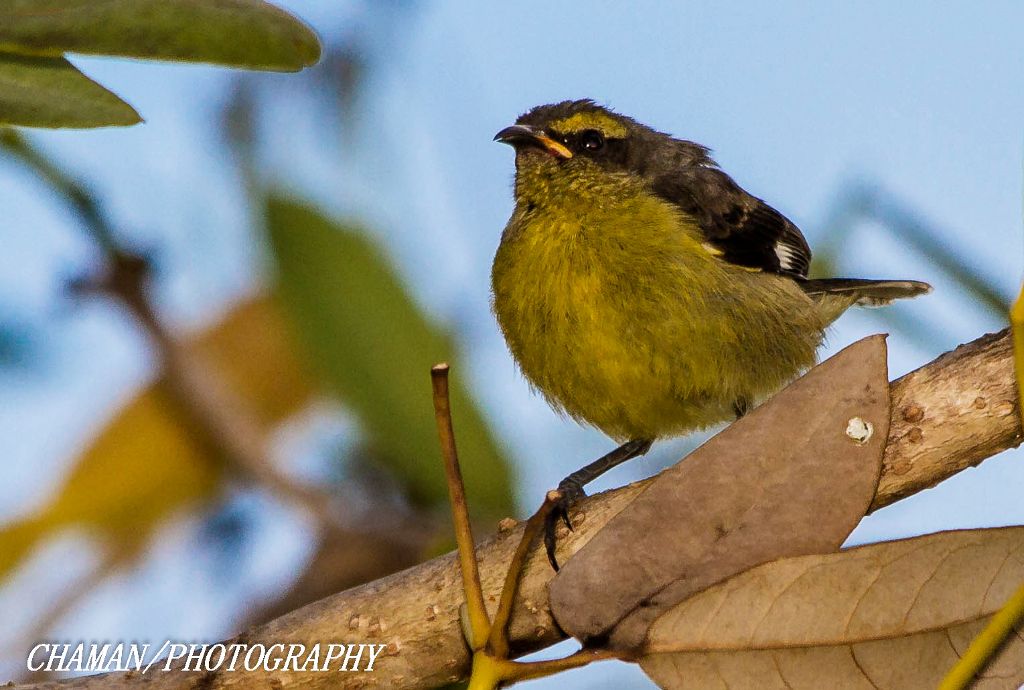 IMAGE: http://i11.photobucket.com/albums/a198/chaman3872/2013/IMG_5156_zps10991697.jpg