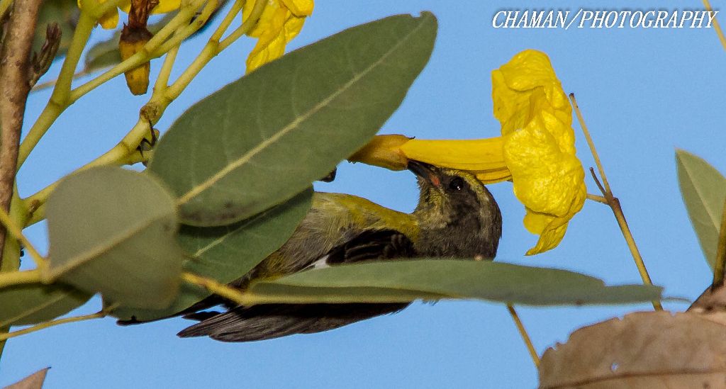 IMAGE: http://i11.photobucket.com/albums/a198/chaman3872/2013/IMG_5176_zps11a677cd.jpg