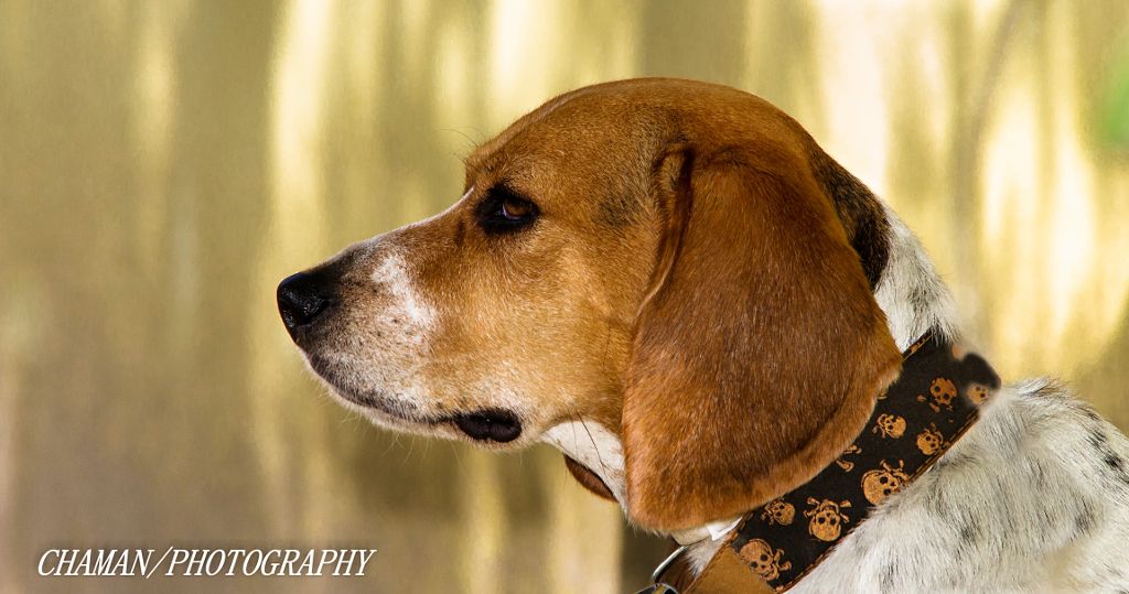 IMAGE: http://i11.photobucket.com/albums/a198/chaman3872/2013/IMG_5232_zps57ad9dff.jpg