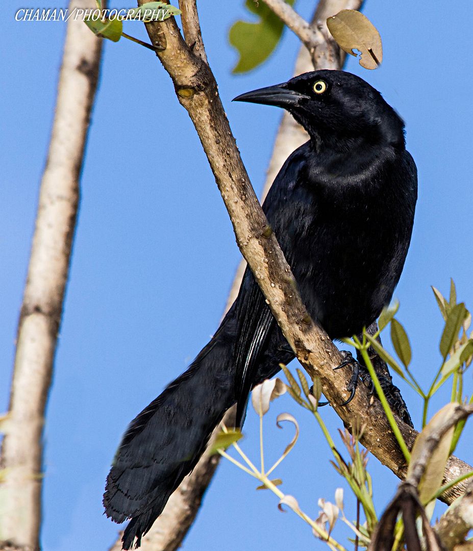 IMAGE: http://i11.photobucket.com/albums/a198/chaman3872/2013/IMG_5242_zps3aa88a76.jpg