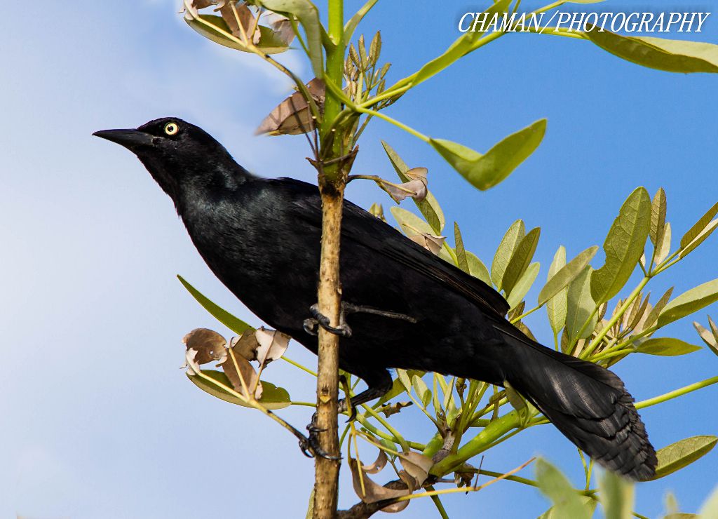 IMAGE: http://i11.photobucket.com/albums/a198/chaman3872/2013/IMG_5245_zps825db989.jpg