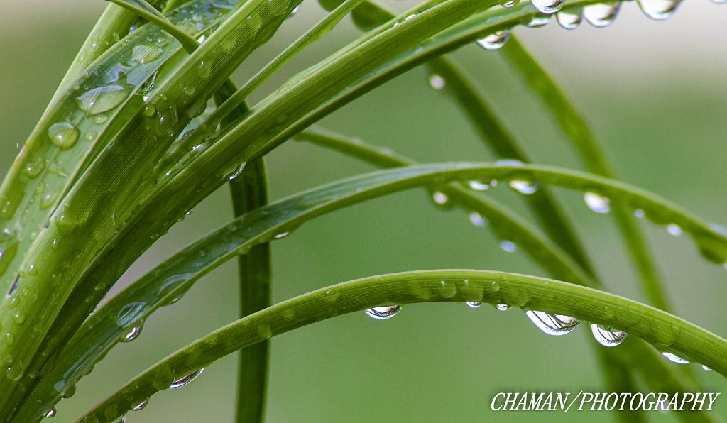 IMAGE: http://i11.photobucket.com/albums/a198/chaman3872/2013/IMG_5430_zps262eaba1.jpg