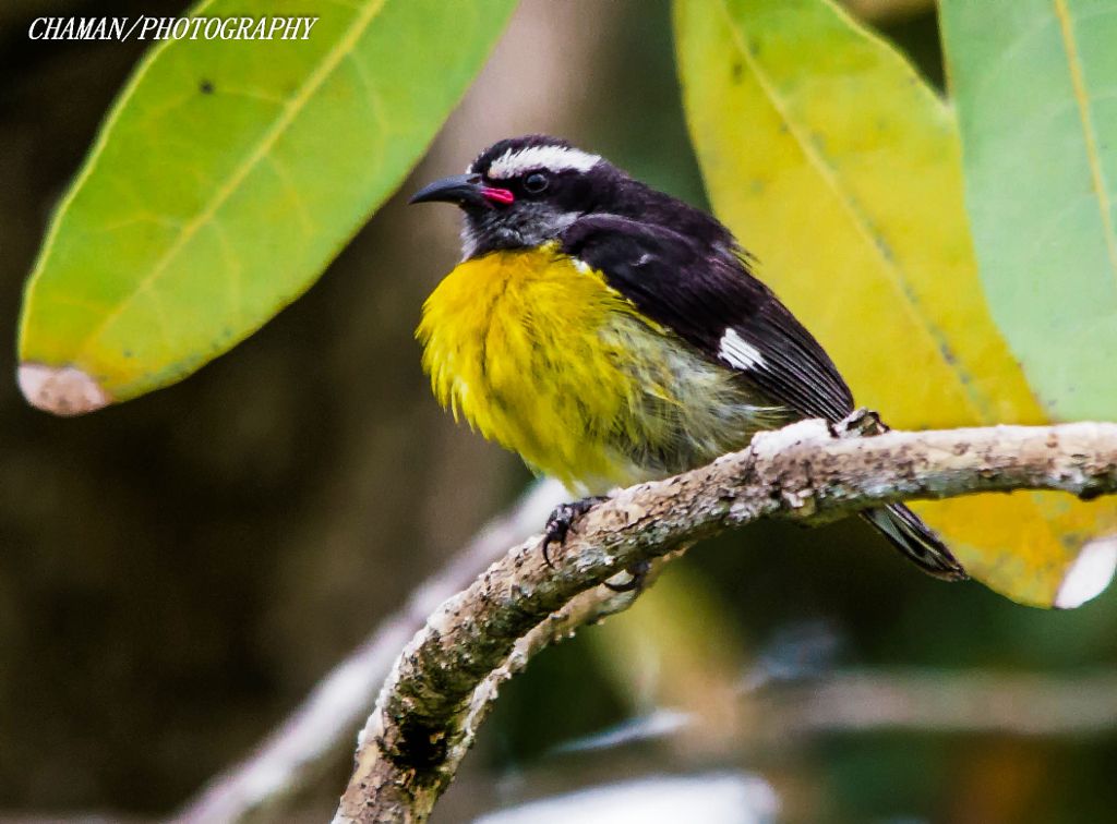 IMAGE: http://i11.photobucket.com/albums/a198/chaman3872/2013/IMG_5542-Edit_zps6dc68ca8.jpg