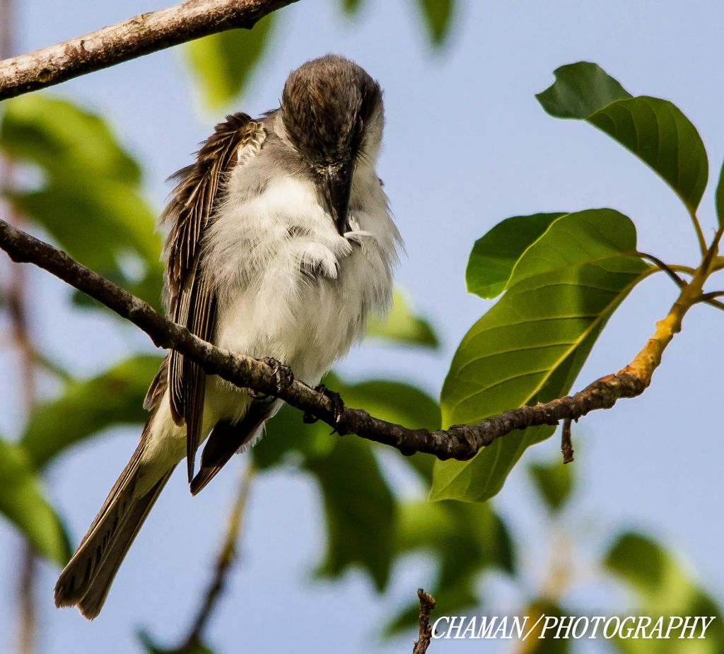 IMAGE: http://i11.photobucket.com/albums/a198/chaman3872/2013/IMG_5605-Edit_zps47297520.jpg