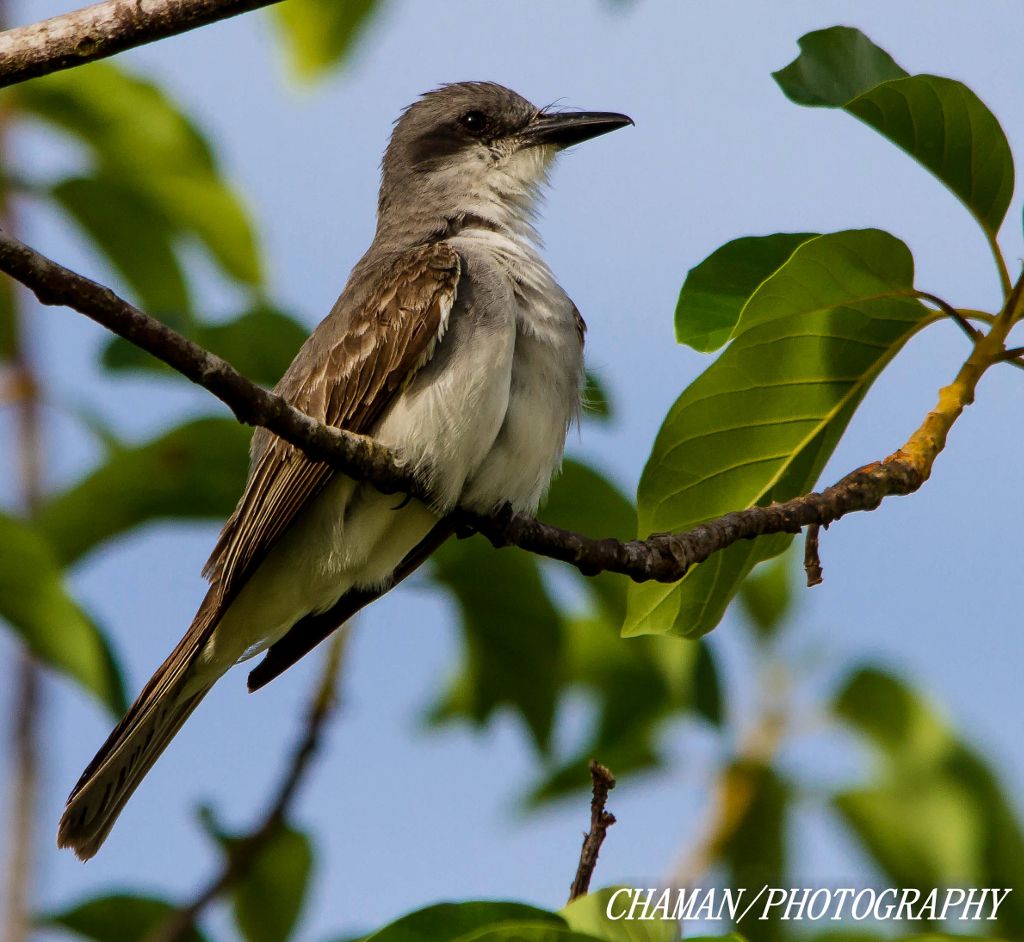 IMAGE: http://i11.photobucket.com/albums/a198/chaman3872/2013/IMG_5623-Edit_zps56e92090.jpg