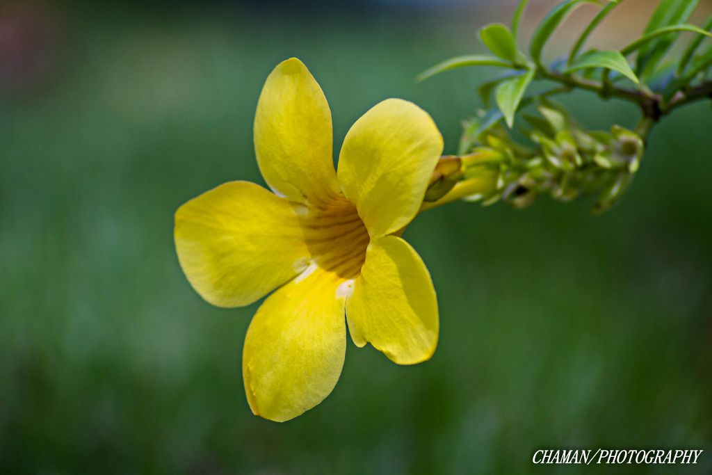 IMAGE: http://i11.photobucket.com/albums/a198/chaman3872/2013/IMG_5828_zps5667f3dc.jpg