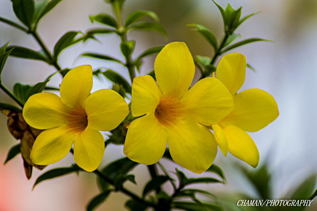 IMAGE: http://i11.photobucket.com/albums/a198/chaman3872/2013/IMG_5832_zpsb8861558.jpg