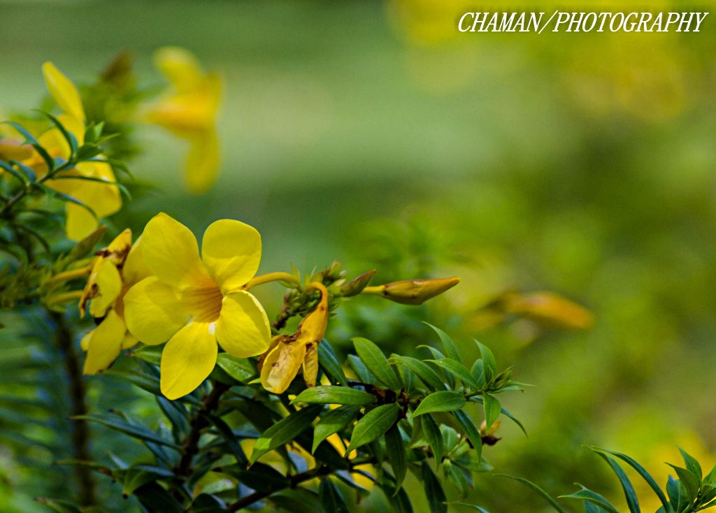 IMAGE: http://i11.photobucket.com/albums/a198/chaman3872/2013/IMG_5836_zps0eebaeee.jpg