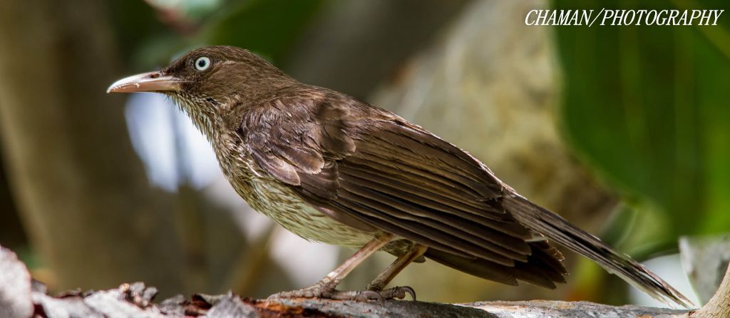 IMAGE: http://i11.photobucket.com/albums/a198/chaman3872/2013/IMG_5924-Edit_zpsc2571dfd.jpg