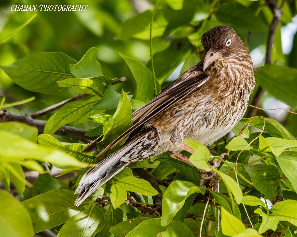 IMAGE: http://i11.photobucket.com/albums/a198/chaman3872/2013/IMG_5926-Edit_zps6350a154.jpg