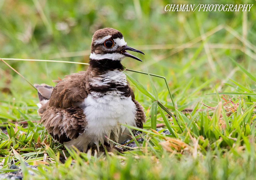 IMAGE: http://i11.photobucket.com/albums/a198/chaman3872/2013/IMG_6001-Edit_zps9fc837f4.jpg