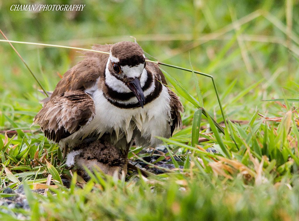 IMAGE: http://i11.photobucket.com/albums/a198/chaman3872/2013/IMG_6008_zps11b65f00.jpg