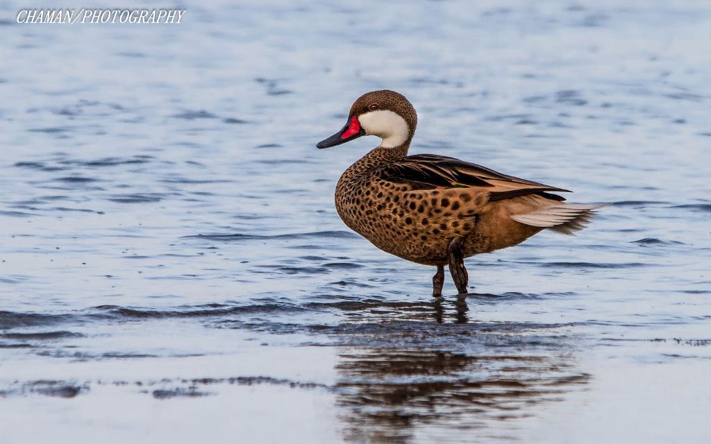 IMAGE: http://i11.photobucket.com/albums/a198/chaman3872/2013/IMG_6322-Edit_zpse0c89d86.jpg