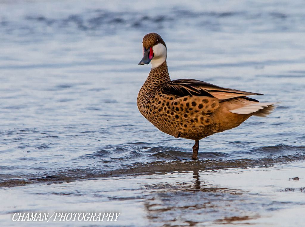 IMAGE: http://i11.photobucket.com/albums/a198/chaman3872/2013/IMG_6329-Edit_zps216b306b.jpg